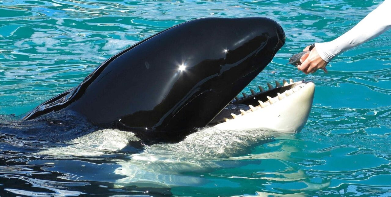 Florida: un acuario liberará a una orca tras más de 50 años en cautiverio