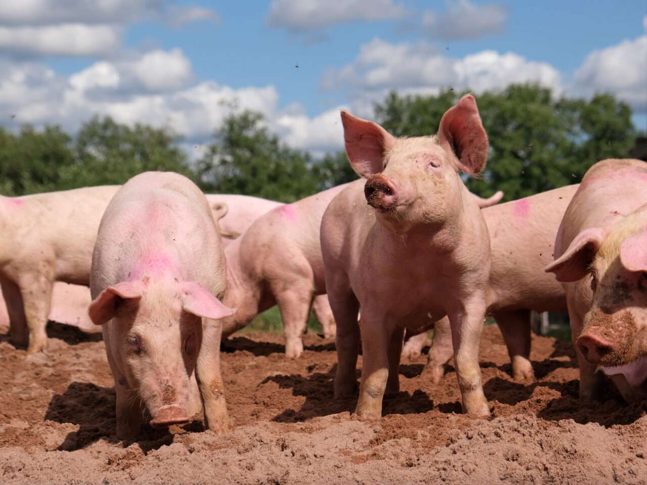 Córdoba: refuerzan controles sanitarios tras detectarse 18 cerdos con triquinosis 