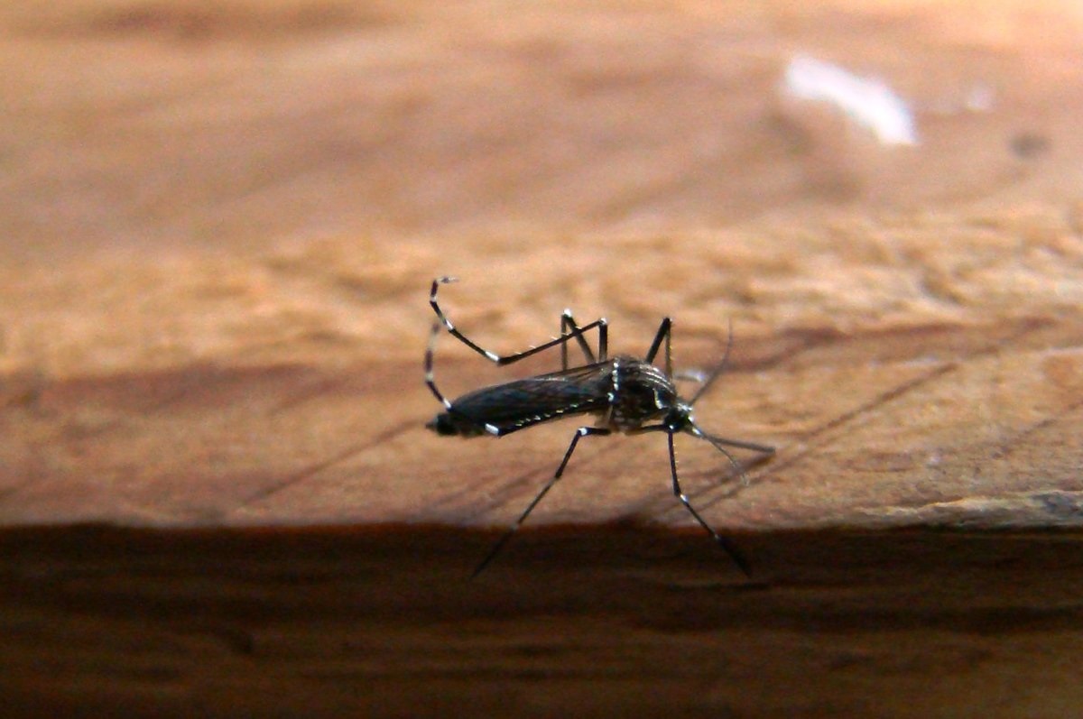 Confirman el primer fallecimiento por dengue en la provincia de Santa Fe