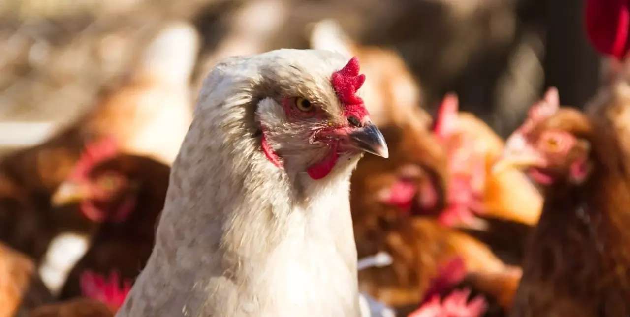 Al menos 240 mil gallinas murieron a causa de la gripe aviar en Río Negro y Buenos Aires