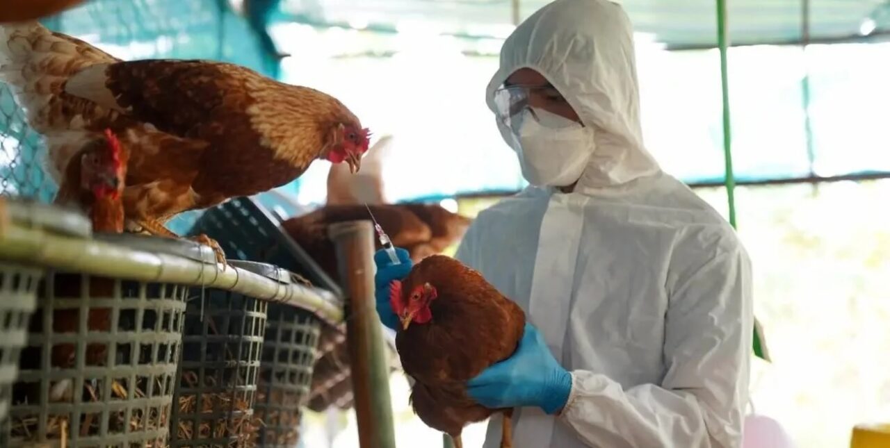 Brasil prohibió las ferias con aves para evitar la gripe aviar