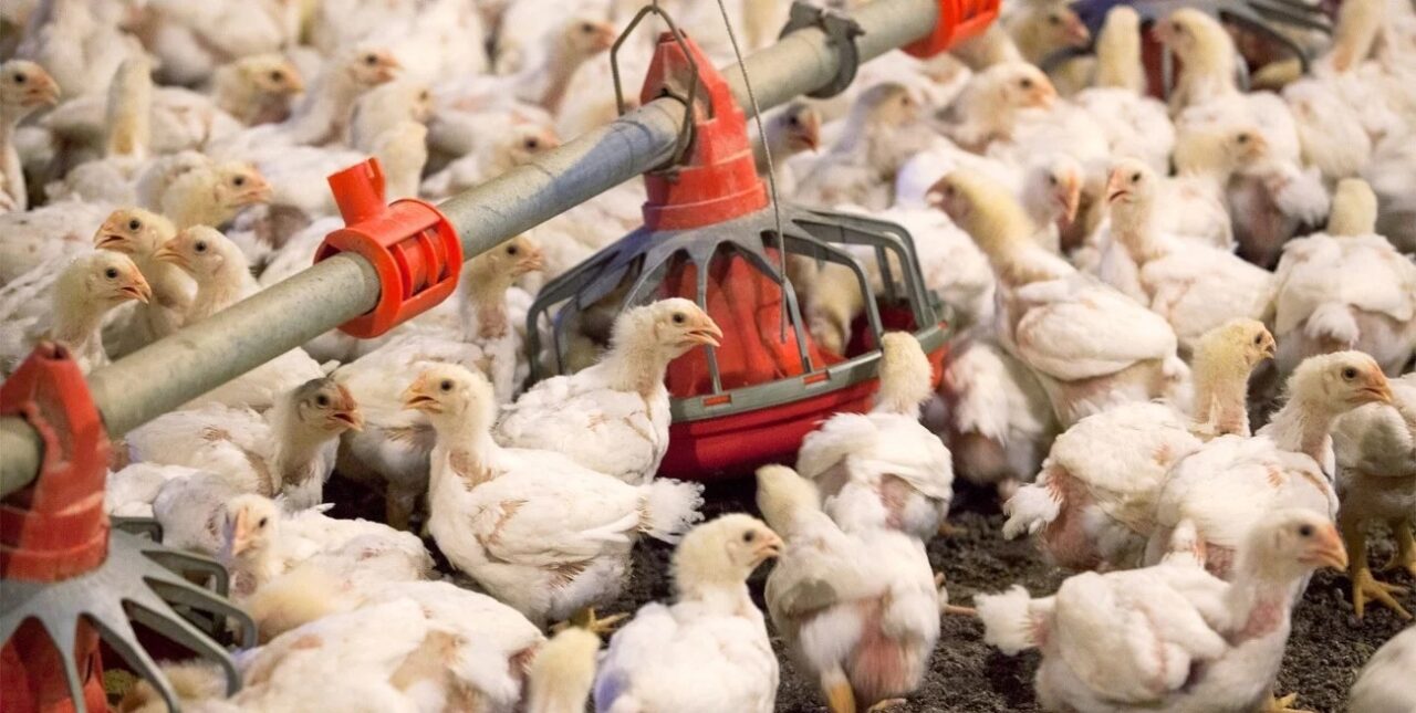 Gripe aviar: reanudan las exportaciones desde regiones no afectadas