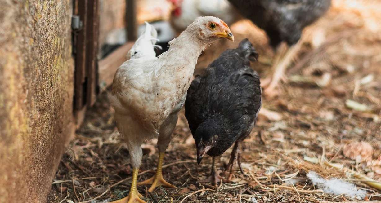 Ya son 40 los casos de gripe aviar en todo el país
