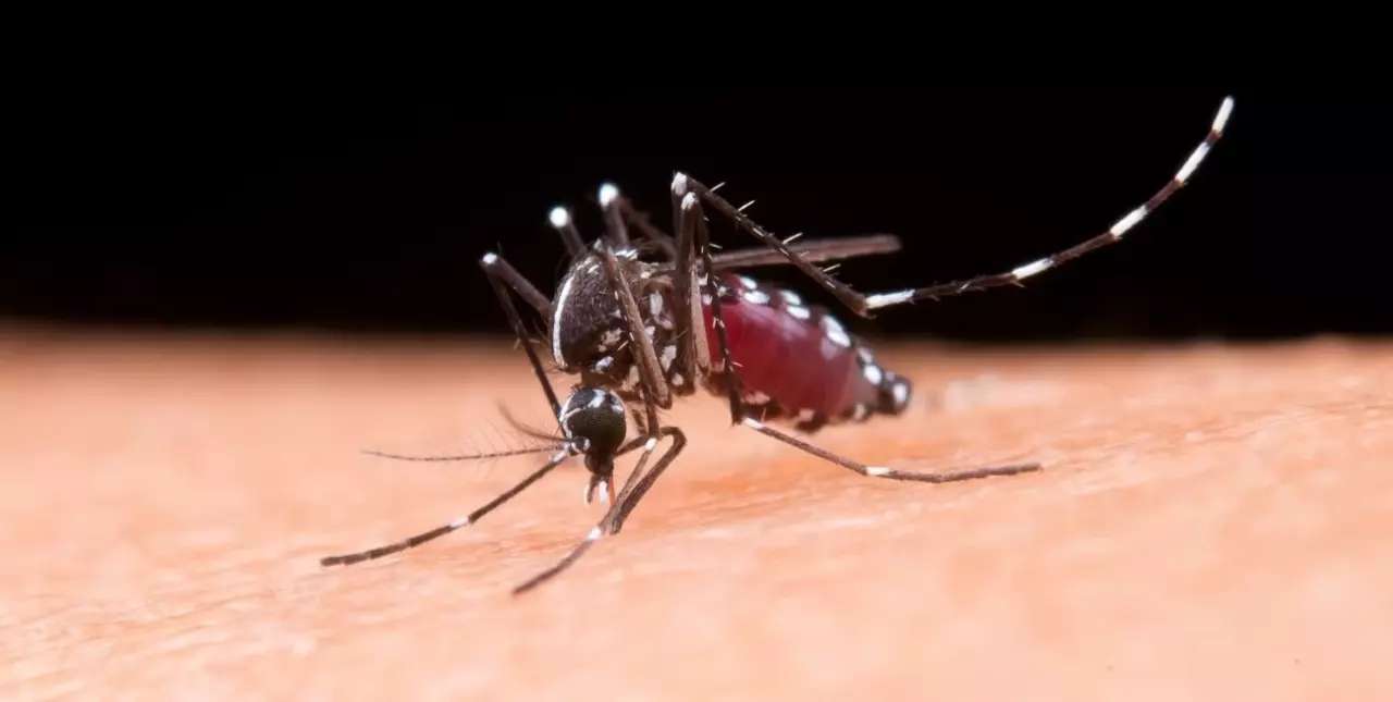Dengue: en aumento y diseminado, hay 2.312 casos en 14 departamentos de la provincia