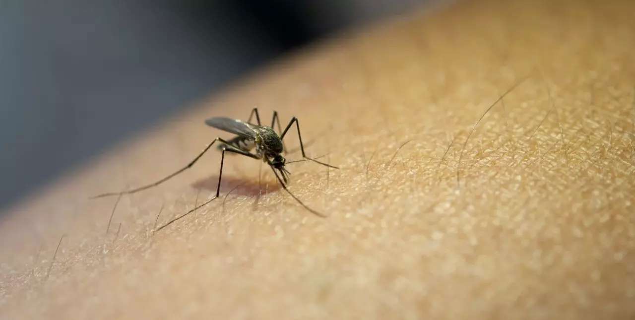 Dengue: el “amesetamiento” del brote se siente en el sur provincial 