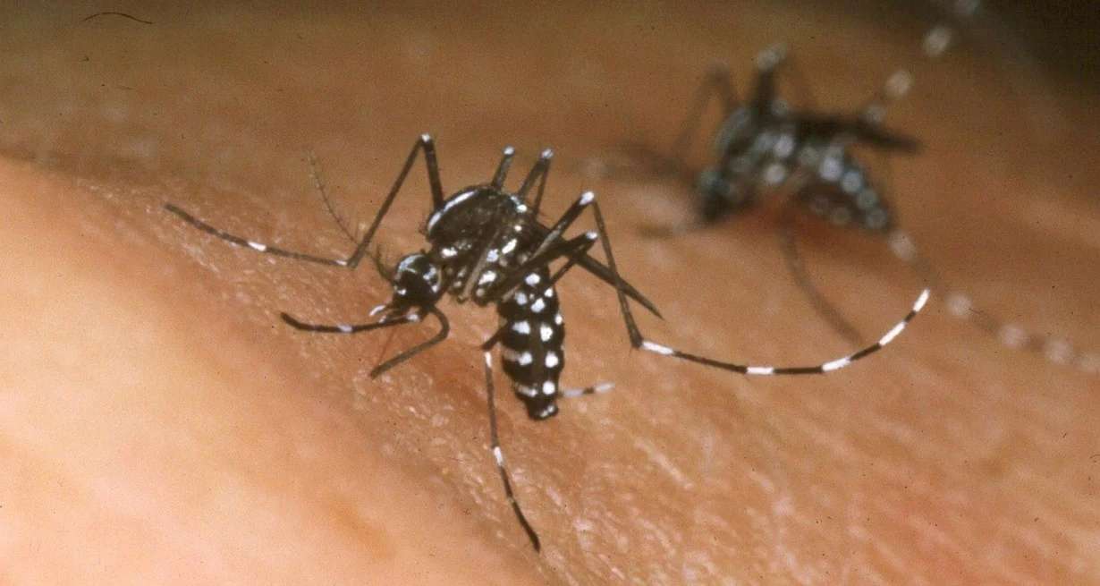 Fuerte aumento de dengue y una novedad: 32 casos de chikungunya en la provincia