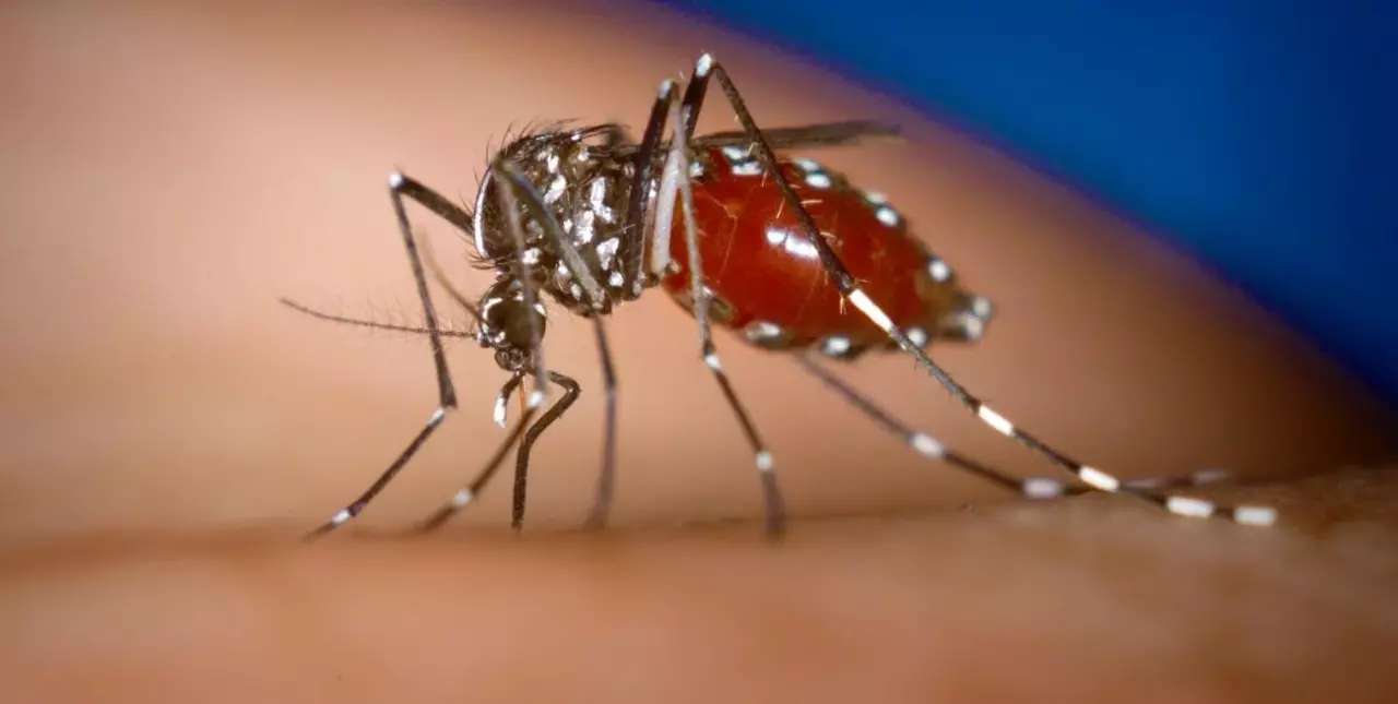 Dengue y chikunguña: hay alerta por el aumento de casos positivos en Córdoba