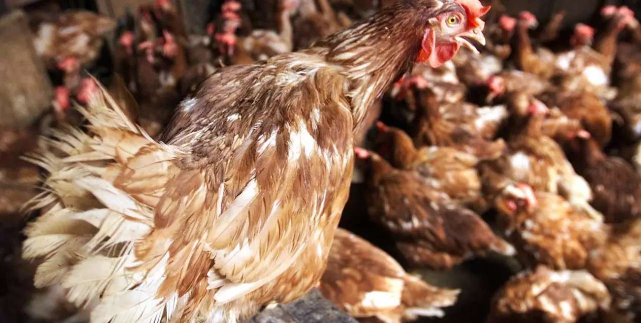 Programa de asistencia a productores avícolas por la gripe aviar