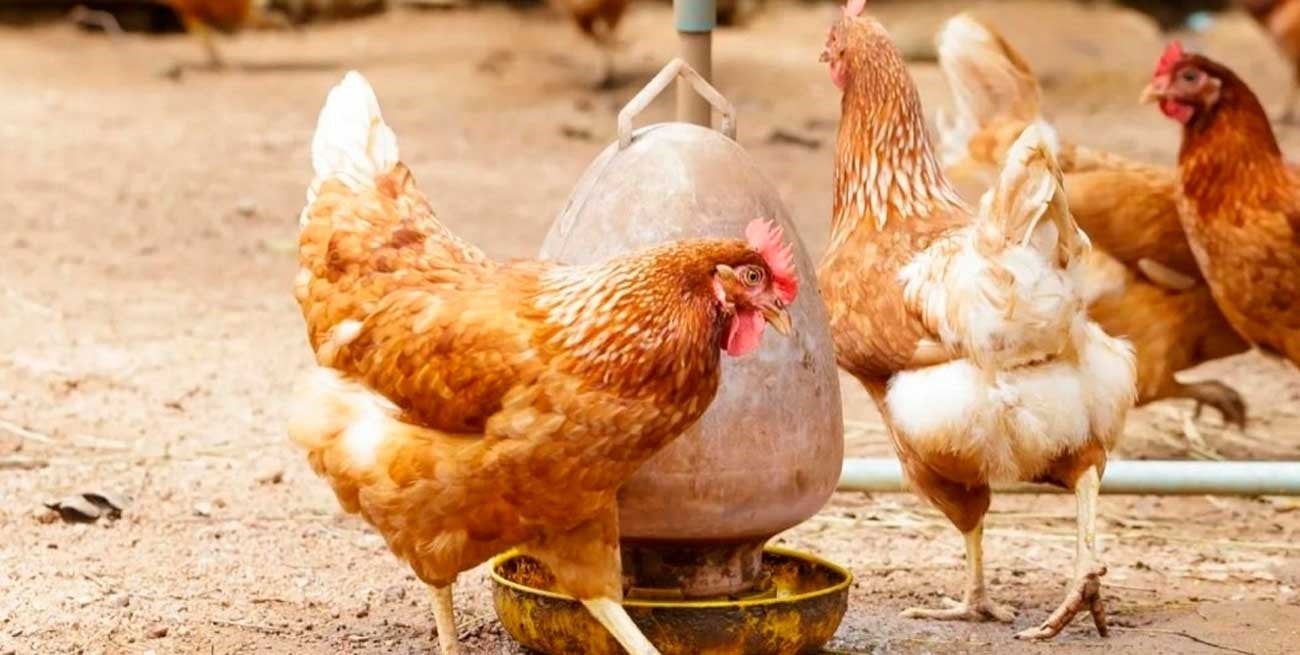 Confirmaron 8 nuevos casos de gripe aviar en la última semana