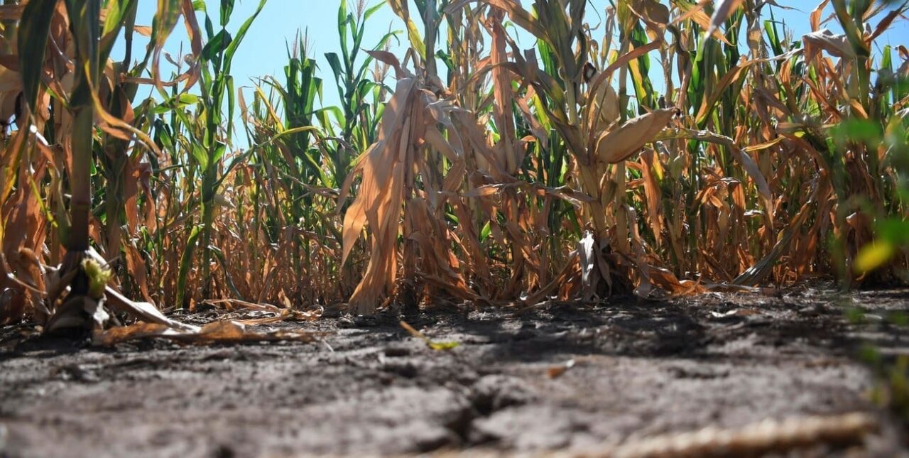 Sequía: “Si no hay buen rédito tendremos que desprendernos de nuestros bienes”