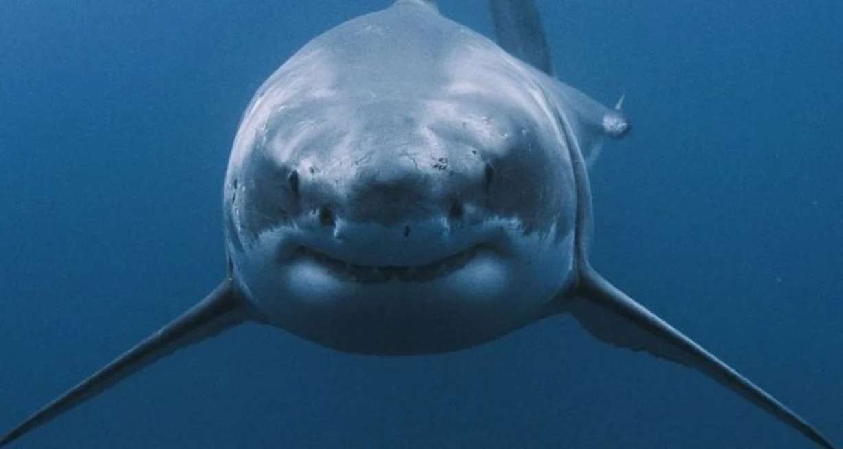 Brasil: dos ataques de tiburón a humanos en menos de 24 horas