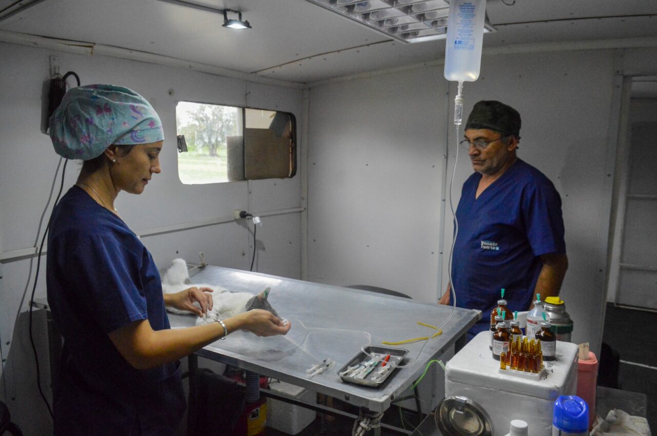 “Orejas Verdes” realizó 56 castraciones y 137 vacunaciones en el CIC 