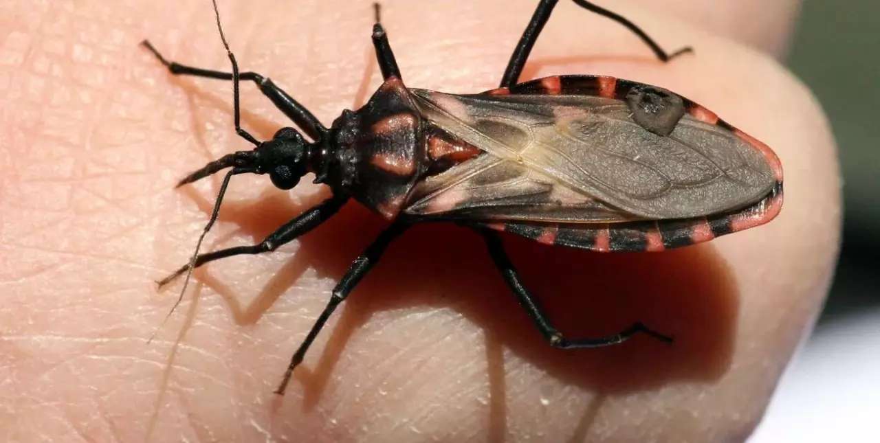 Alrededor de 7 millones de personas están en riesgo de contraer Chagas en Argentina 