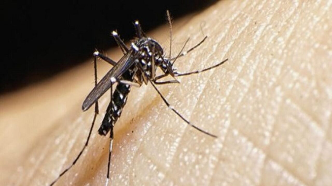 Dengue: aumenta el riesgo de contagio por las altas temperaturas que se avecinan