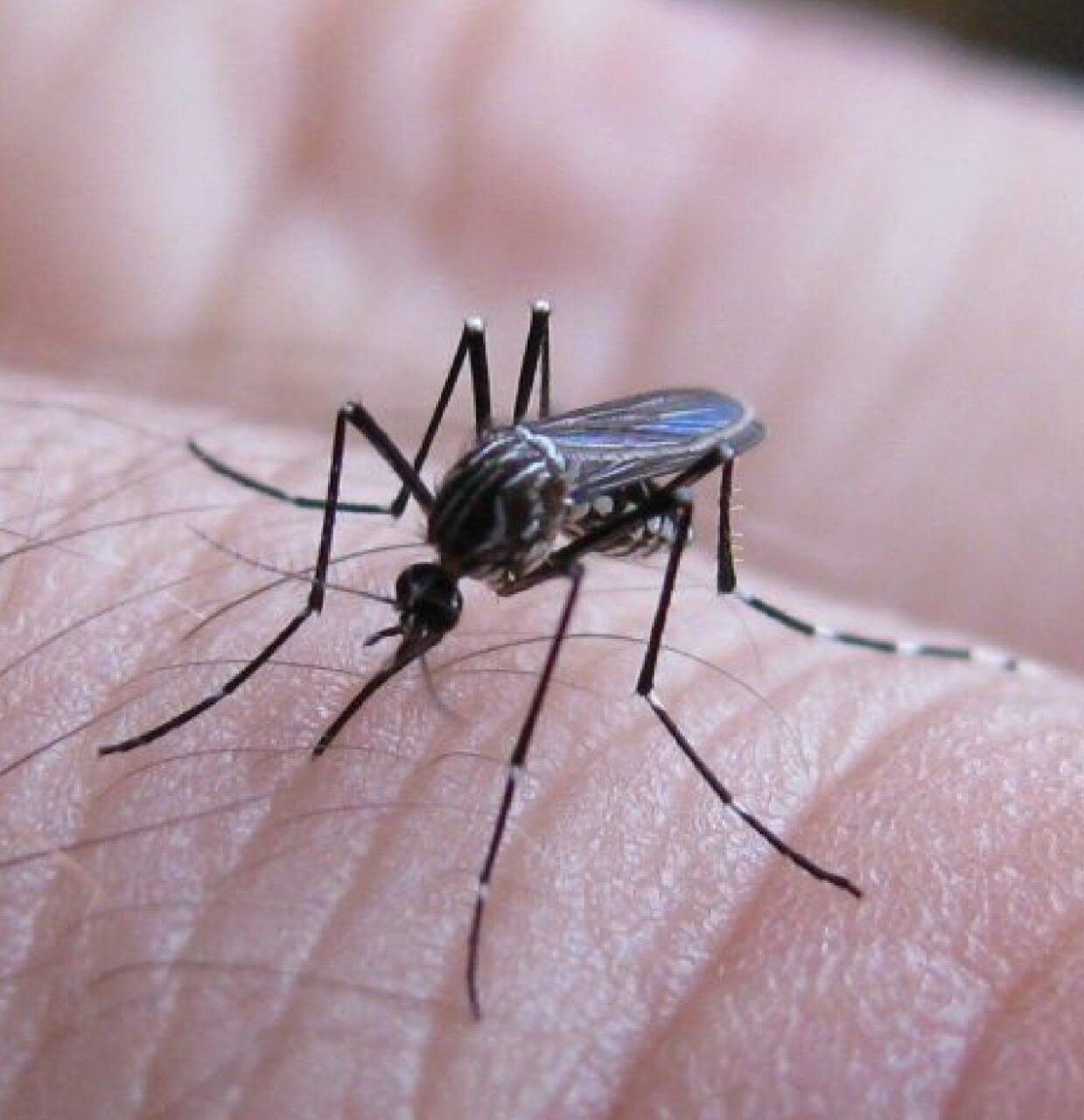 El Ministerio de Salud informó que se reportaron nueve casos autóctonos de dengue