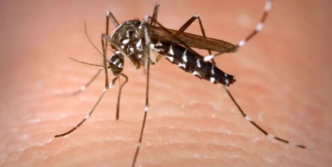 Detectan una nueva variante de dengue y chikungunya en Argentina