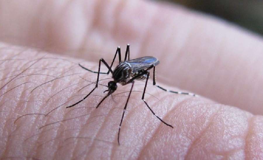Dengue: El sur-sur santafesino llegó a los 20 casos confirmados