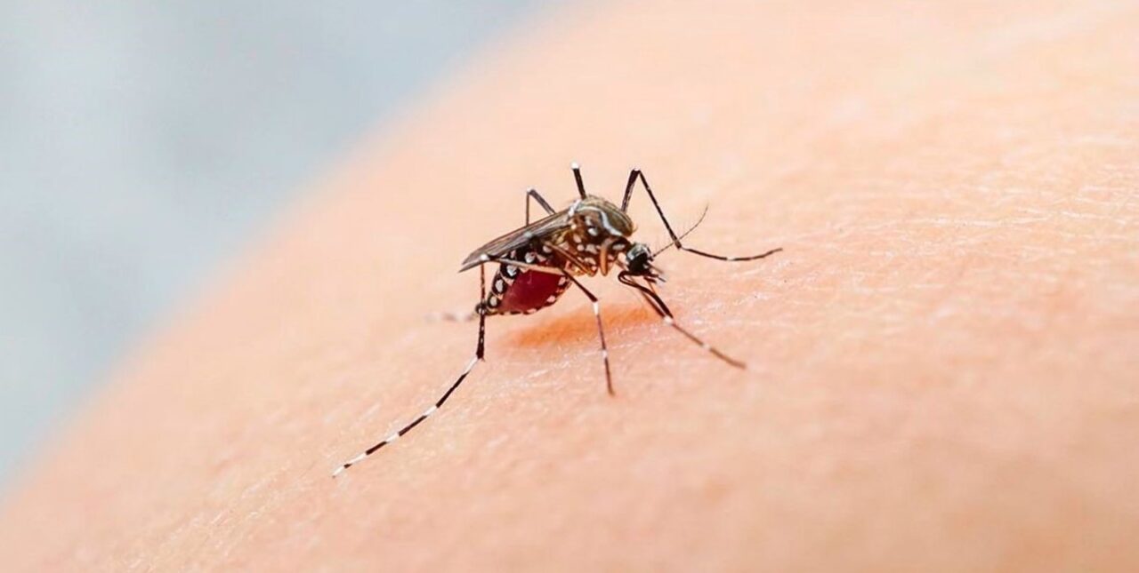Hay casi 9.000 casos de dengue en la provincia de Santa Fe