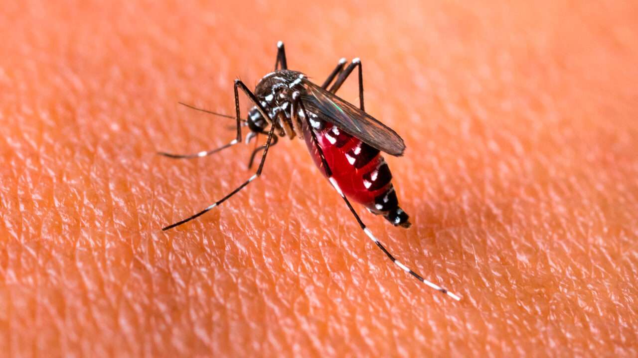 Tres nuevos casos de dengue en el sur santafesino: ya son 23 los confirmados