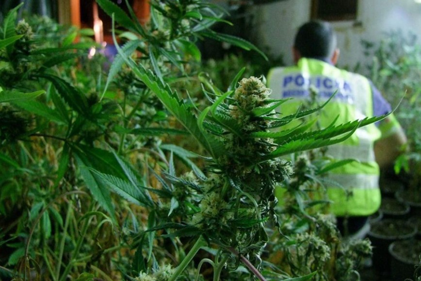 Rufino: roban 6 plantas de marihuana y 150.000 pesos