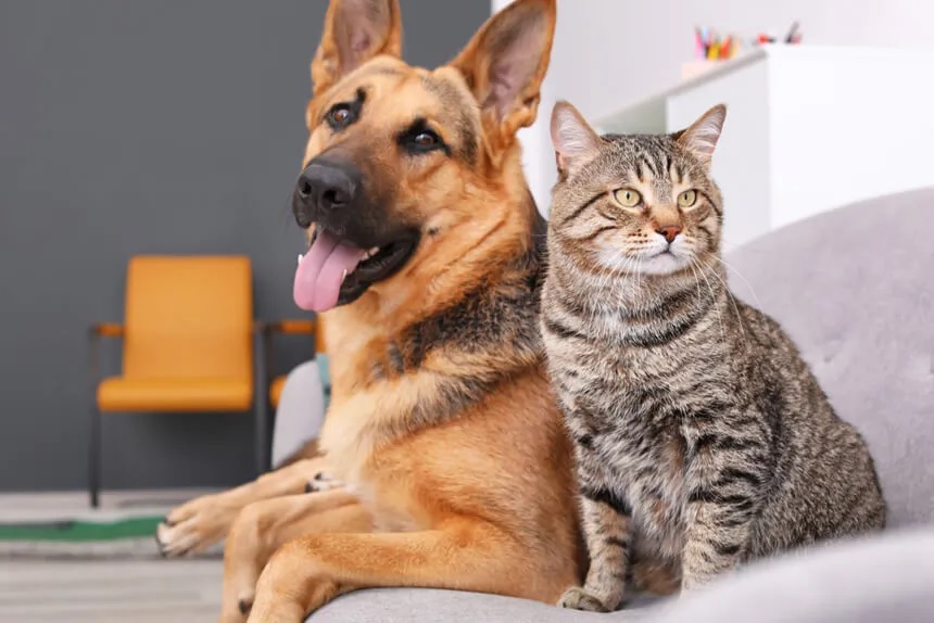 Mascotas como parte de la familia: impulsan una iniciativa de licencias especiales en el trabajo