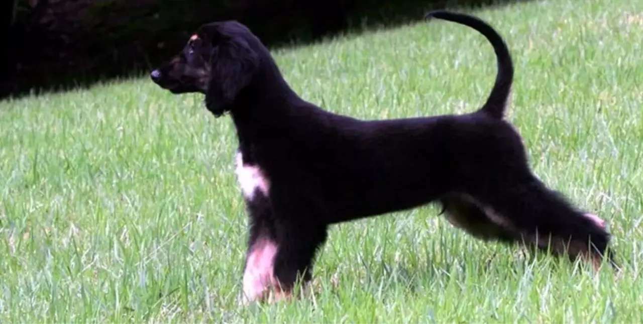 La historia de Snuppy, el primer perro clonado del mundo