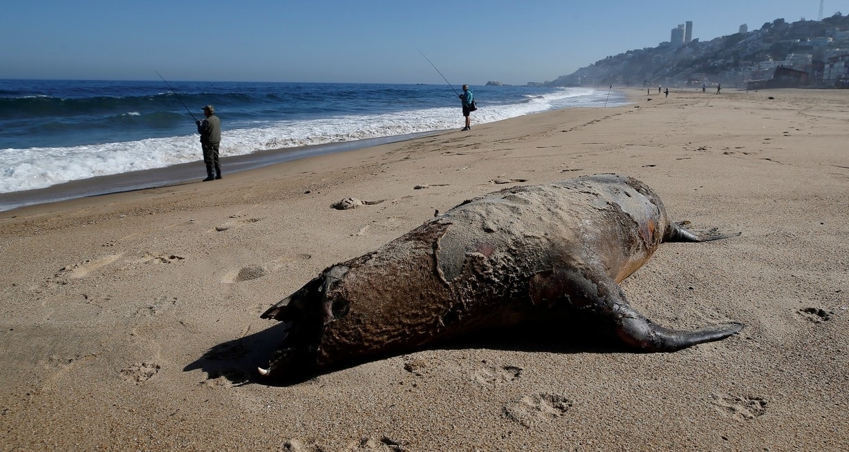 Chile: la gripe aviar dejó más de 1.500 lobos marinos y 700 pingüinos muertos