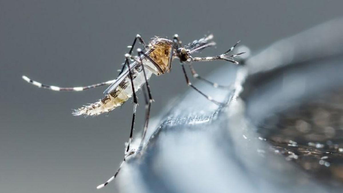 Dengue en la región: confirman un caso “sin nexo” en Firmat y dos en Los Quirquinchos