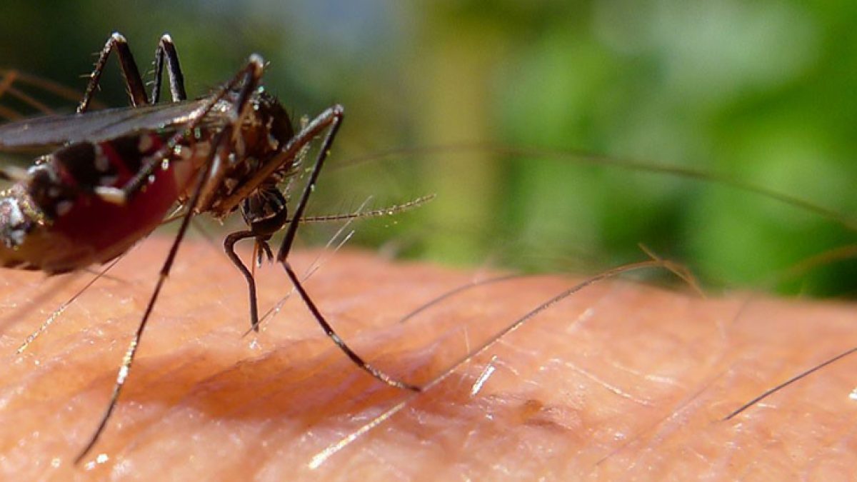 Dengue: crece la cantidad de casos confirmados en el sur santafesino