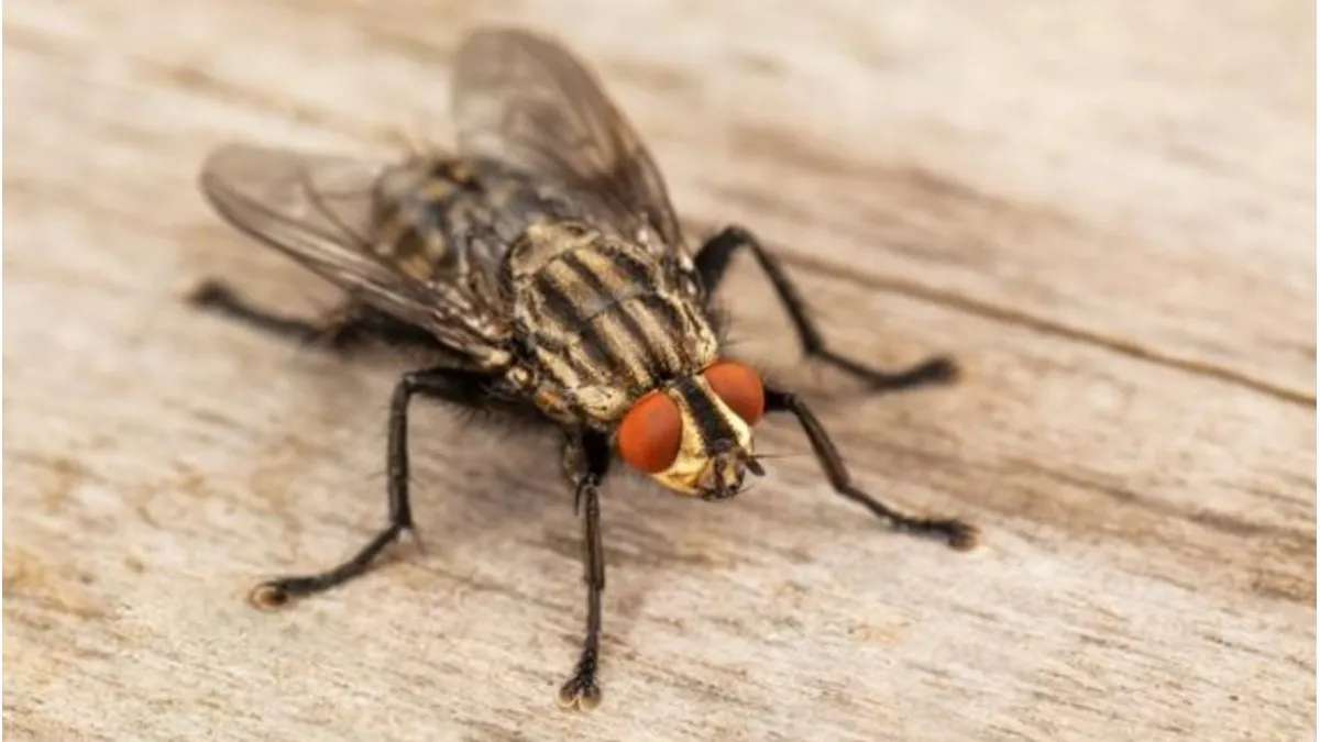 Invasión de moscas en Venado y la región: a qué se debe y cómo combatirlas