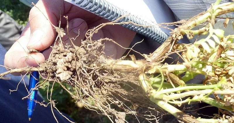 La sequía pegó fuerte en el sector legumbrero