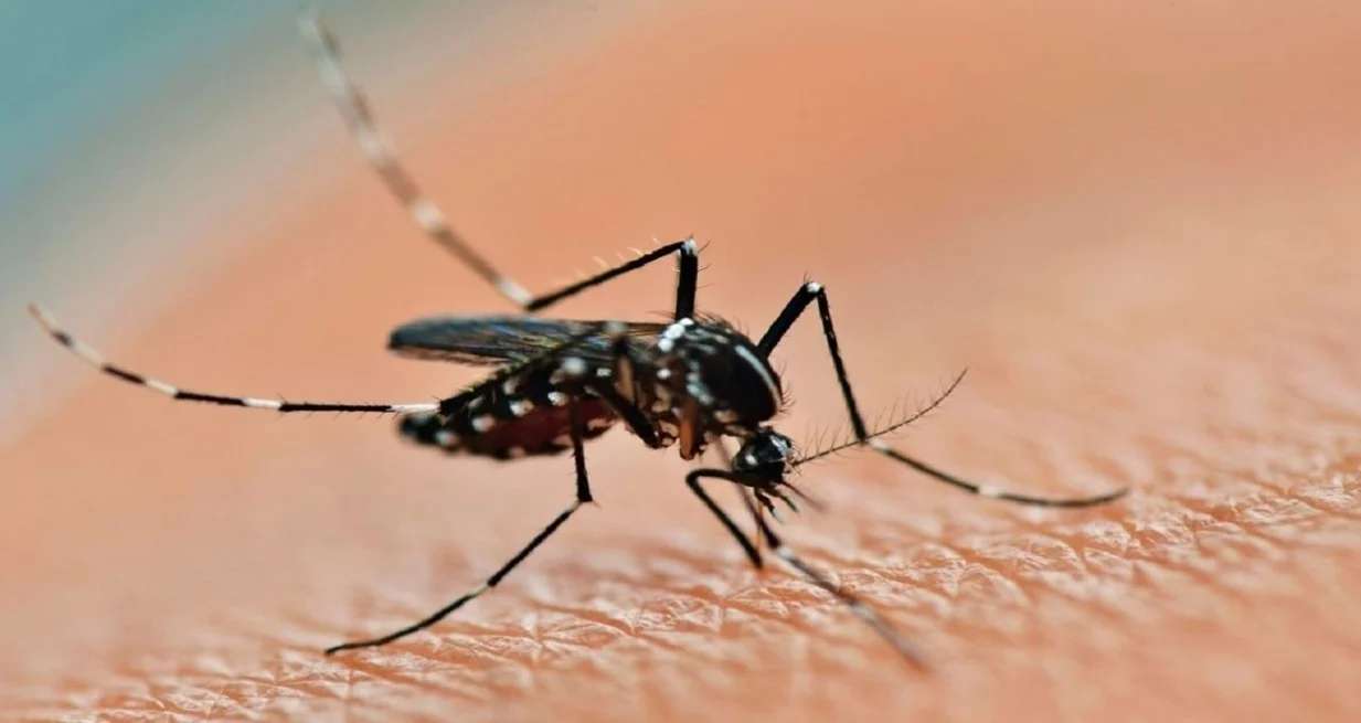 Dengue: Santa Fe reúne casi la cuarta parte de los casos de todo el país