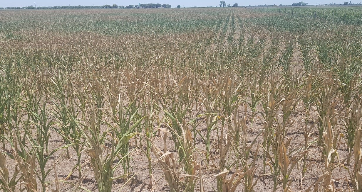 Sequía: la provincia de Santa Fe prorrogó la emergencia agropecuaria