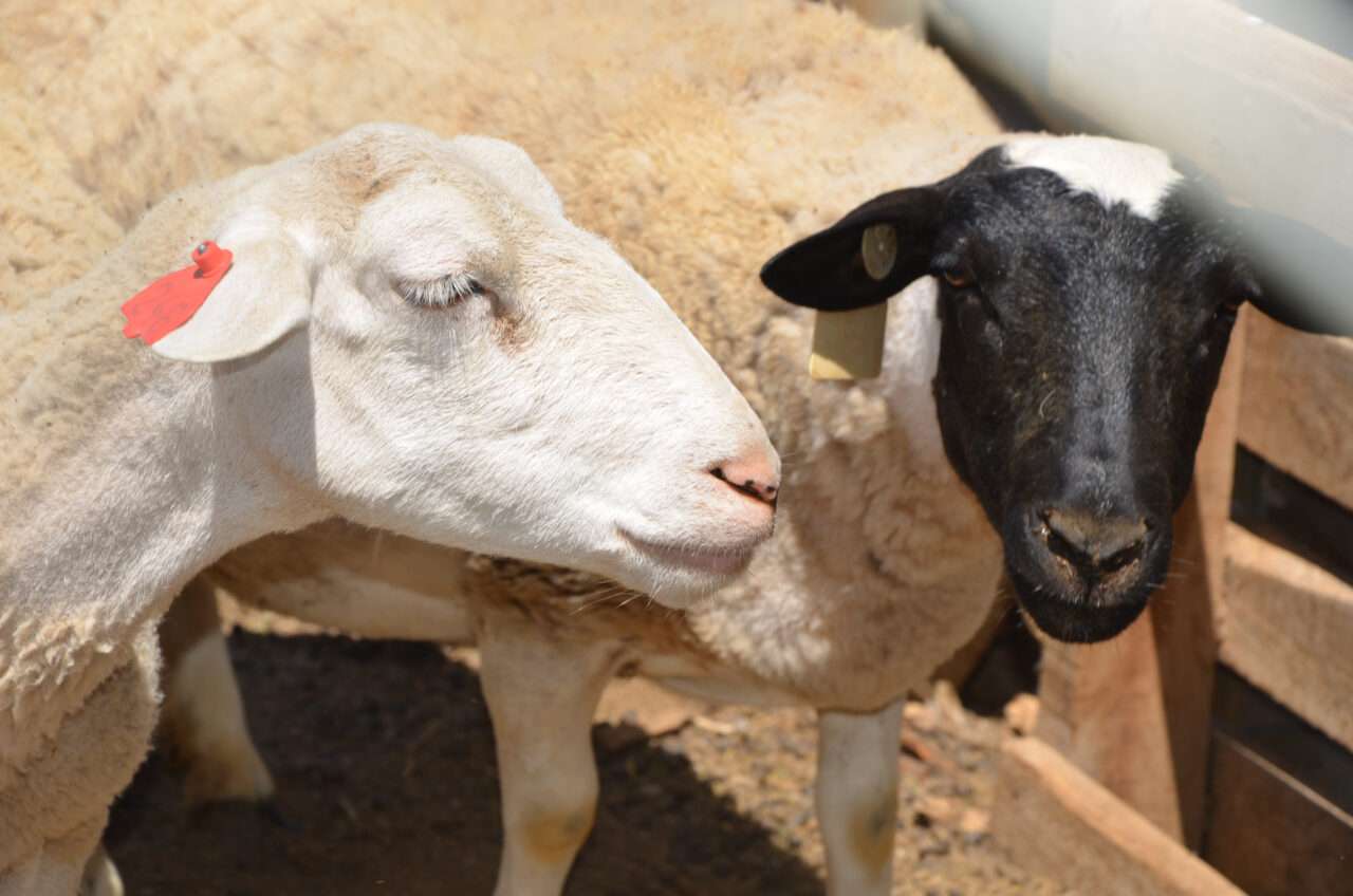 La provincia dispone de $21 millones para financiar el desarrollo de la actividad ovina