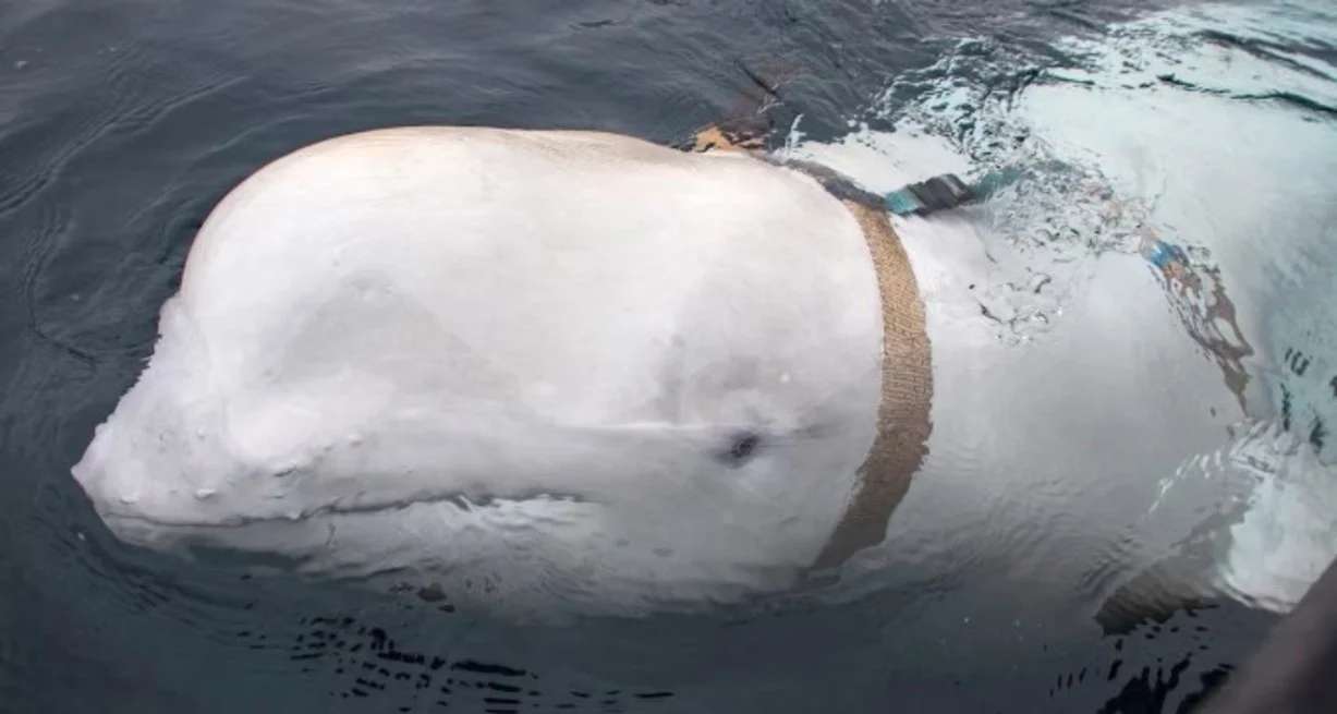 Noruega asegura que una “beluga espía” rusa fue vista cerca de las costas de Suecia