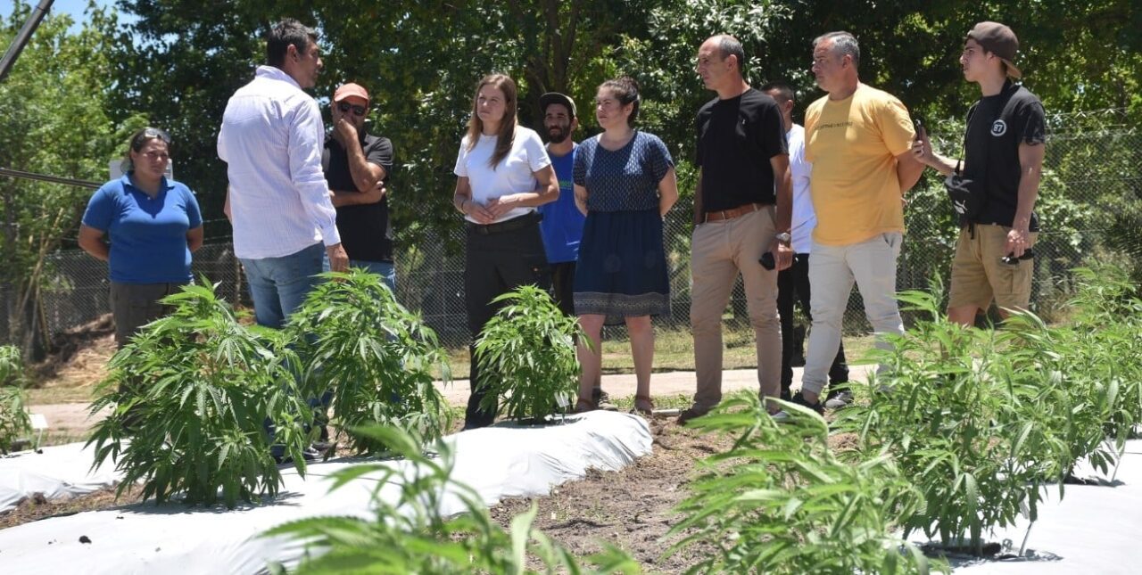 Estudian la segunda cosecha de cannabis provincial con fines científicos