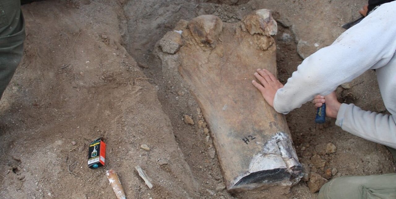 Río Negro: encuentran restos fósiles de un dinosaurio gigante