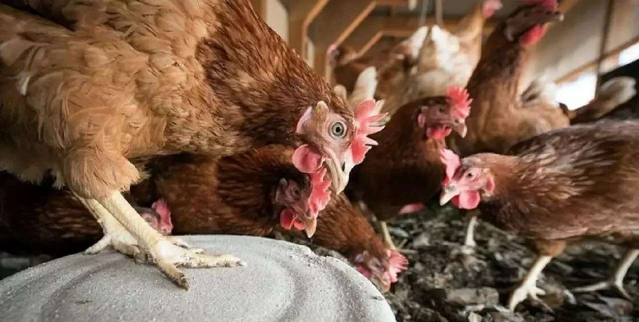 Entre Ríos: sacrifican miles de aves tras confirmarse el primer brote de influenza aviar