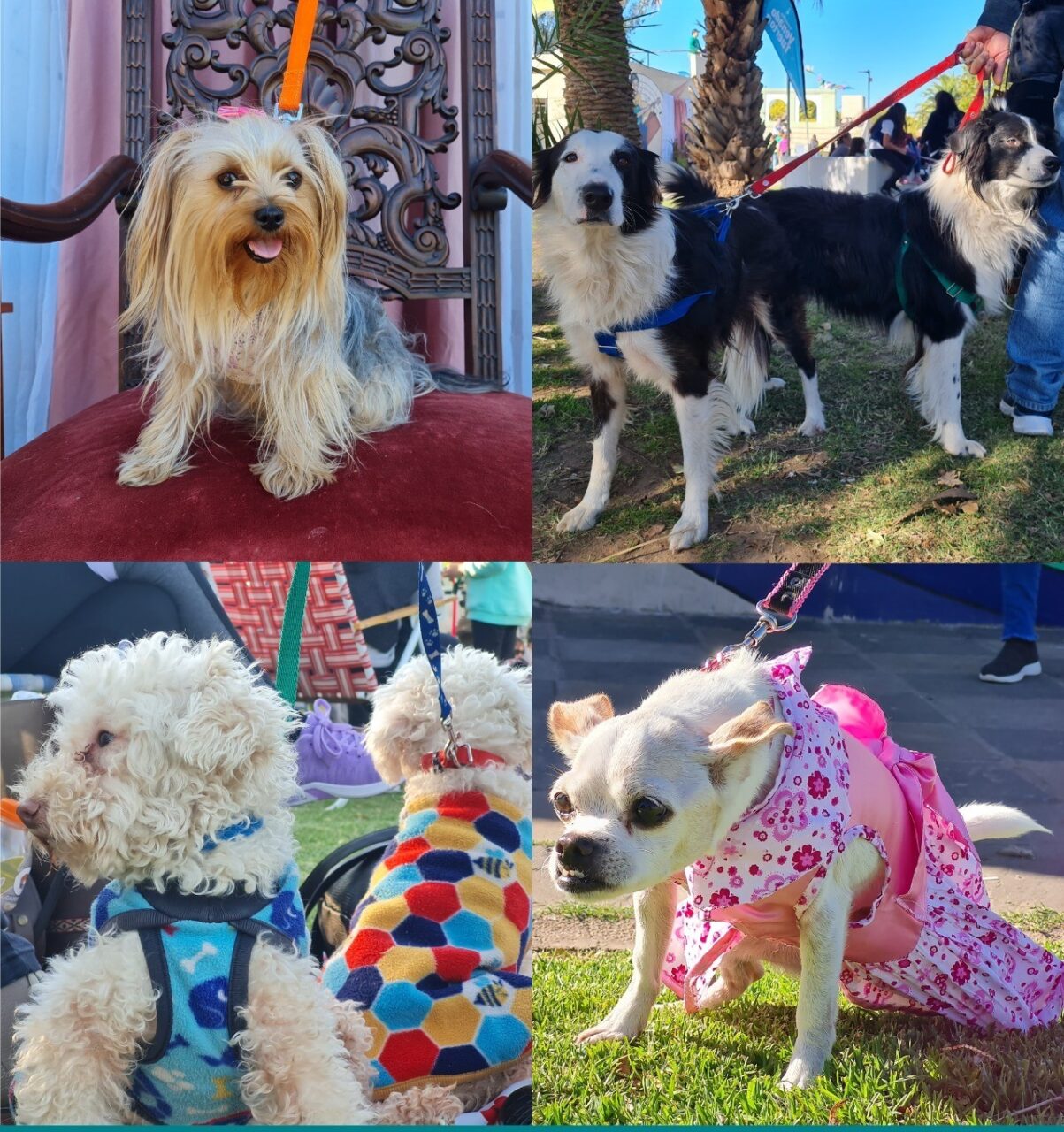 El municipio realiza el festival y desfile de mascotas
