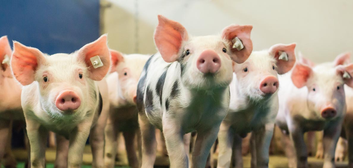 Cafferata: roban en un criadero 3.000 kilos de alimento para cerdos