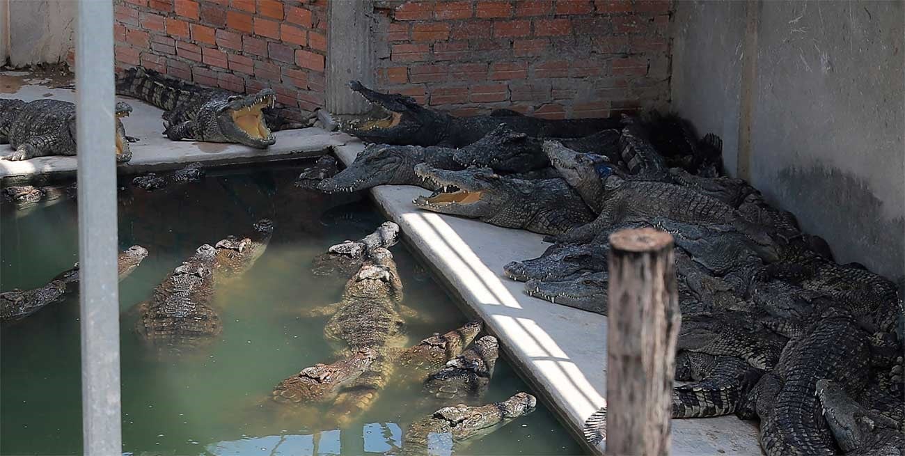 Camboya: muere un hombre tras ser atacado por 40 cocodrilos