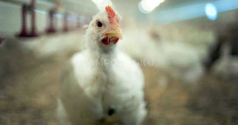 Gripe aviar: la vacunación bajo análisis de los expertos