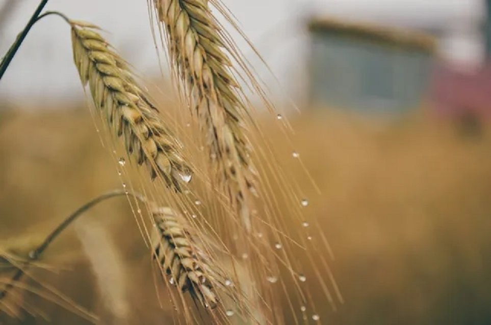 La lluvia salvadora impulsaría una siembra masiva de trigo