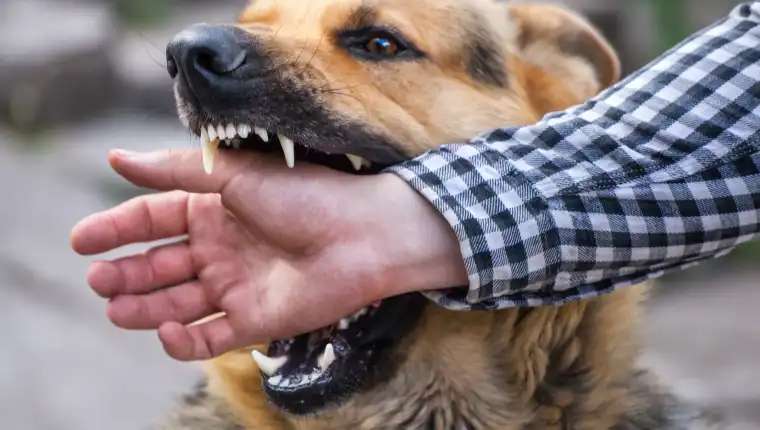 Se creó un registro de mordeduras de perro en el Boletín Epidemiológico Nacional