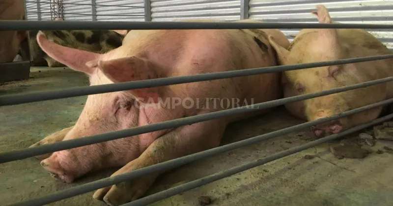 Prometen “más compensaciones” a productores porcinos que no recibieron nada