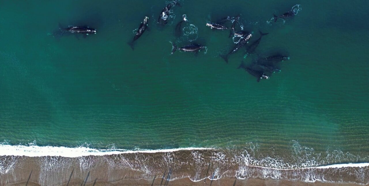 Puerto Madryn: increíbles imágenes del comienzo de temporada de avistaje de ballenas