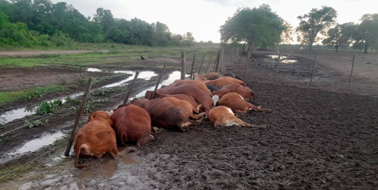 La Facultad de Veterinarias de Casilda realizará una jornada de capacitación para prevenir sobre la intoxicación de bovinos