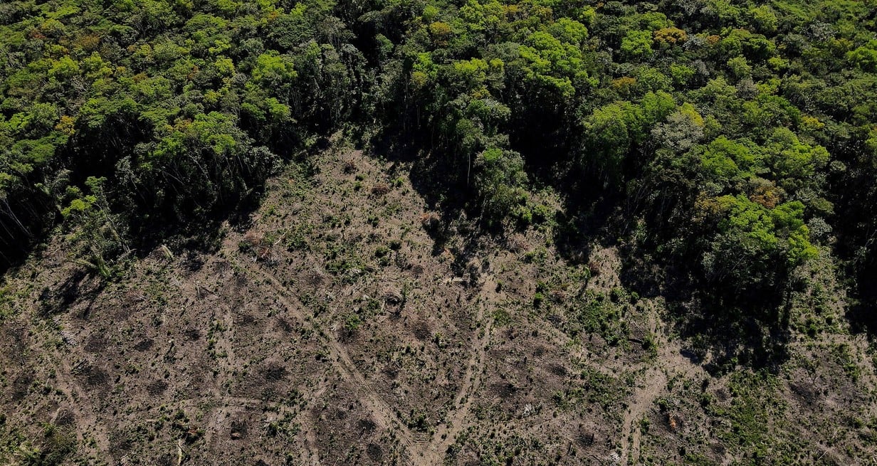 Brasil: el gobierno informó que la deforestación del Amazonas cayó casi 34%