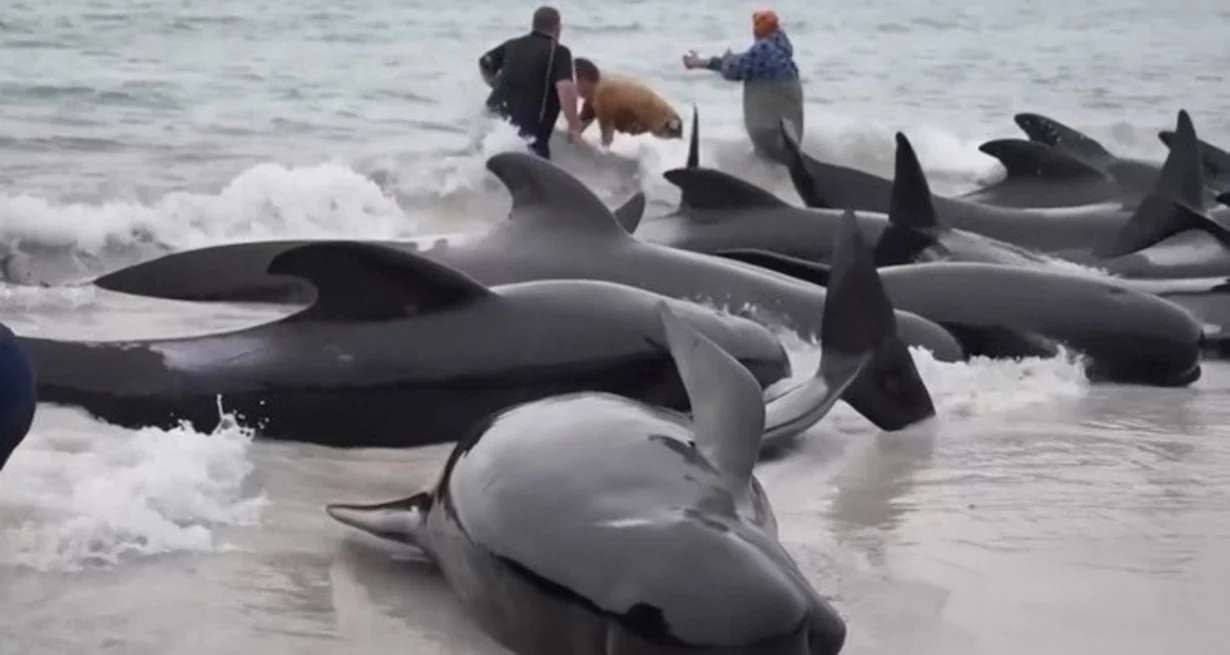 Australia: 51 ballenas piloto muertas y siguen los esfuerzos para salvar a otras varadas en una playa