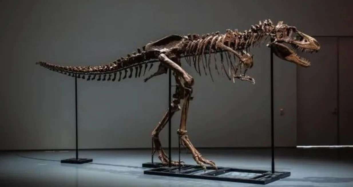 Subastarán dos esqueletos de dinosaurios en Estados Unidos